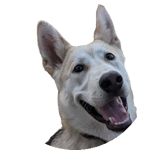 Rashida