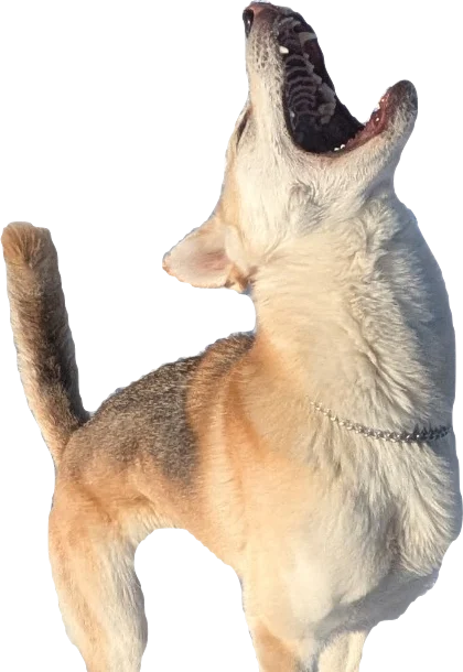 Rashida leaping
