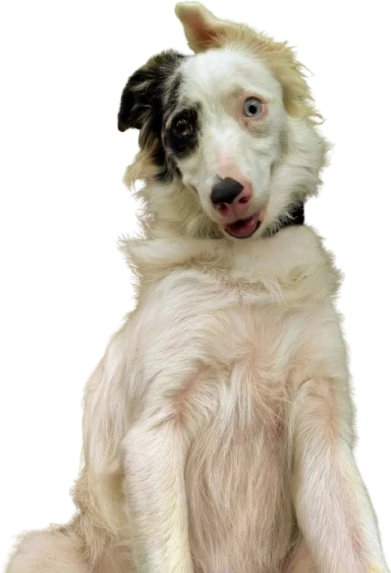Drey sitting up with her head tilted, tongue out