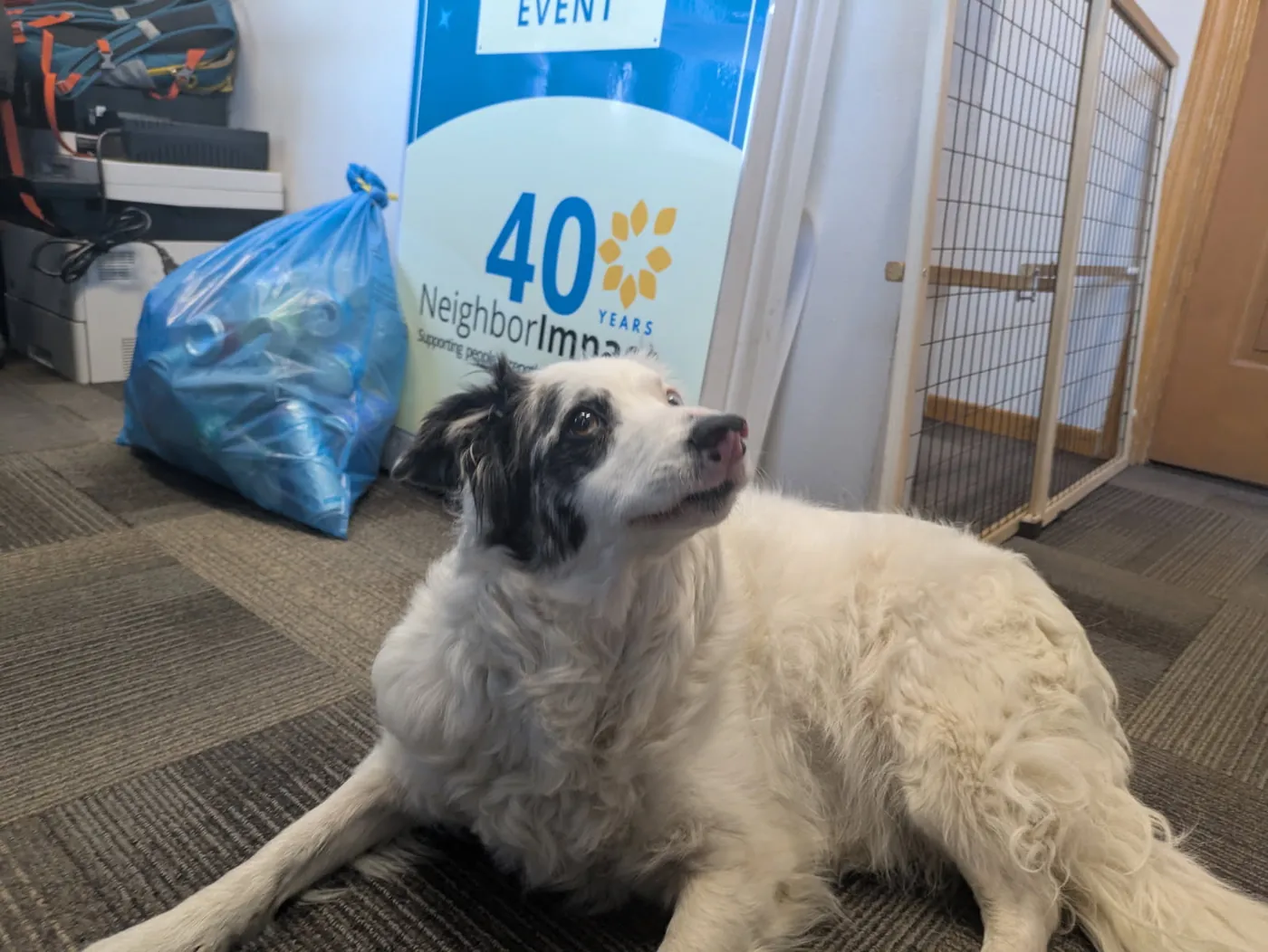 Drey lying next to a bag of recycled cans in front of a NeighborImpact 40 years sign