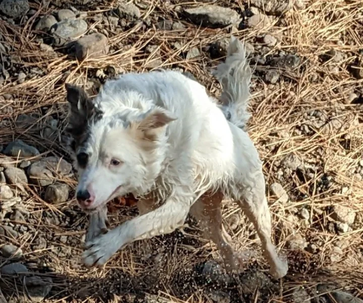 Drey bounding down a pine needle trail